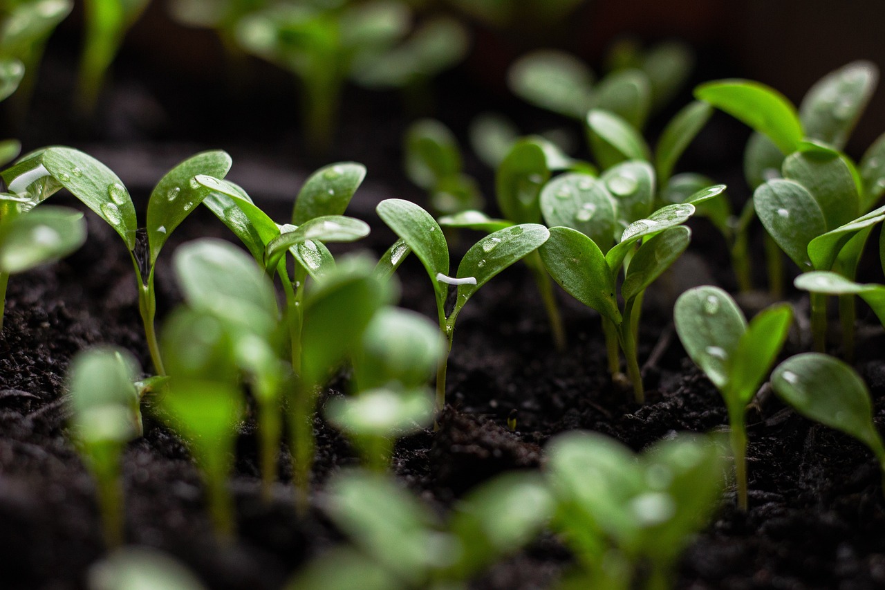 The Impact of Urban Gardens on Food Sustainability